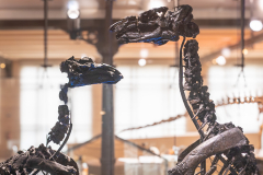 Bernissart Iguanodons