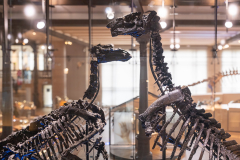 Bernissart Iguanodons
