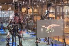 Bernissart Iguanodons