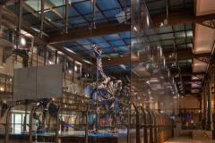 Bernissart Iguanodons