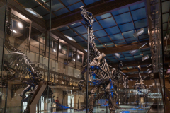 Bernissart Iguanodons