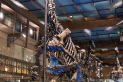 Bernissart Iguanodons