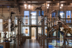 Bernissart Iguanodons