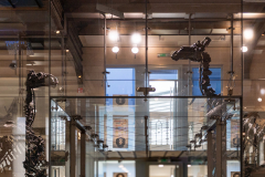 Bernissart Iguanodons