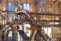 Bernissart Iguanodons