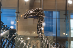 Bernissart Iguanodons