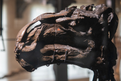 Bernissart Iguanodons