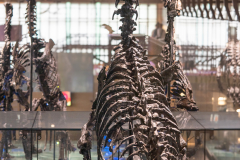 Bernissart Iguanodons