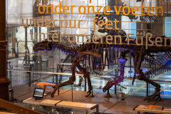 Bernissart Iguanodons