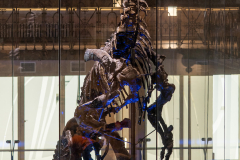Bernissart Iguanodons