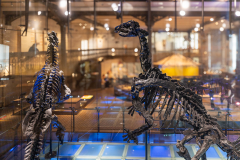 Bernissart Iguanodons