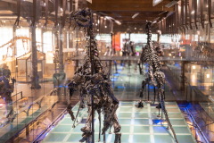 Bernissart Iguanodons