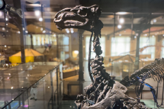 Bernissart Iguanodons