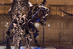 Bernissart Iguanodons