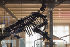 Bernissart Iguanodons