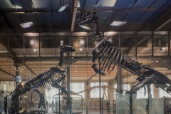 Bernissart Iguanodons