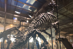 Bernissart Iguanodons