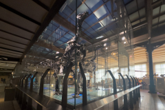 Bernissart Iguanodons