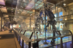 Bernissart Iguanodons