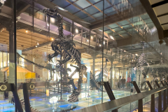 Bernissart Iguanodons