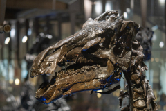 Bernissart Iguanodons
