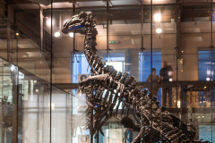 Bernissart Iguanodons