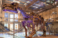 Bernissart Iguanodons