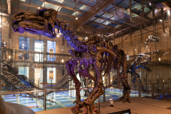 Bernissart Iguanodons