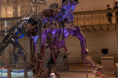 Bernissart Iguanodons