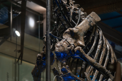 Bernissart Iguanodons