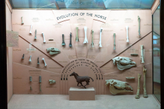 Evolution of the Horse. Case 84-86 in Evidences of Evolution exhibition in Natural History Gallery in Horniman Museum, Forest Hill, London, UK Evolution of the Horse. Case 84-86 in Evidences of Evolution exhibition in Natural History Gallery in Horniman Museum, Forest Hill, London, UK