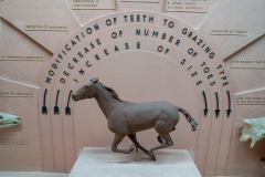 Equus model close-up Equus model close-up