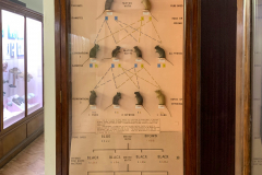 Case 91 Heredity - Mendelism (full view) Case 91 Heredity - Mendelism (full view)