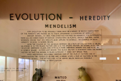 Case 91 Heredity - Mendelism (Introduction) Case 91 Heredity - Mendelism (Introduction)