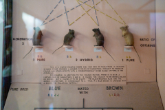 Case 91 Heredity - Mendelism (additional detail) Case 91 Heredity - Mendelism (additional detail)