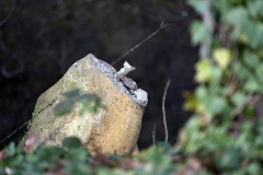 Vandalism to Paleotherium 2015 remains unrepaired in 2020