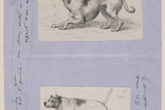darwin-expression-of-emotions-in-man-and-animals-joe-cain-sharon-messenger-05