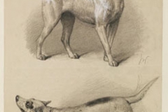 darwin-expression-of-emotions-in-man-and-animals-joe-cain-sharon-messenger-07