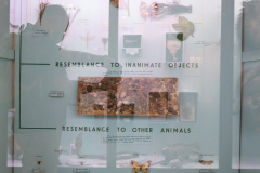 Mimicry [case M] detail