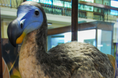 Dodo (Raphus cucullatus) model in Horniman Museum Dodo (Raphus cucullatus) model in Horniman Museum