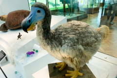 Dodo (Raphus cucullatus) model in Horniman Museum