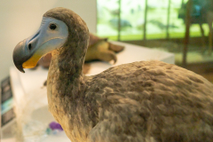 Dodo (Raphus cucullatus) model in Horniman Museum Dodo (Raphus cucullatus) model in Horniman Museum