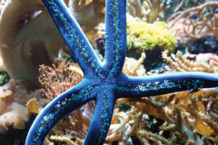 Handbook to the Marine Aquarium