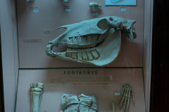 Case 59 Structure 1 Teeth and Footbones