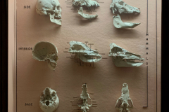 Case 60 Structure 2 Skulls