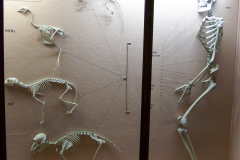 Case 61-62 Structure 3 Skeletons
