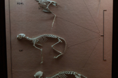 Case 61-62 Structure 3 Skeletons (left panel only) Case 61-62 Structure 3 Skeletons (left panel only)