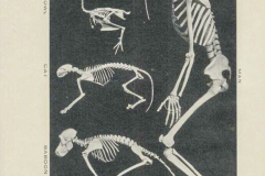 Frontispiece from 1928 Evolution of Animals, an exhibition handbook Frontispiece from 1928 Evolution of Animals, an exhibition handbook