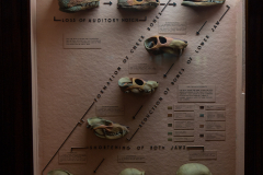 Case 63 Structure 4 Skulls (evolution of the skull) Case 63 Structure 4 Skulls (evolution of the skull)