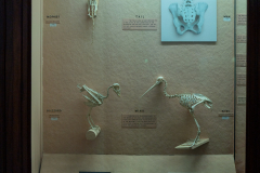 Case 66 Structure 7 Vestigial Organs Case 66 Structure 7 Vestigial Organs
